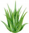 aloe vera